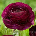 Bulbi Ranunculus Tomer Purple (Piciorul Cocosului) - Toamna