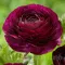 Bulbi Ranunculus Tomer Purple (Piciorul Cocosului) - Toamna