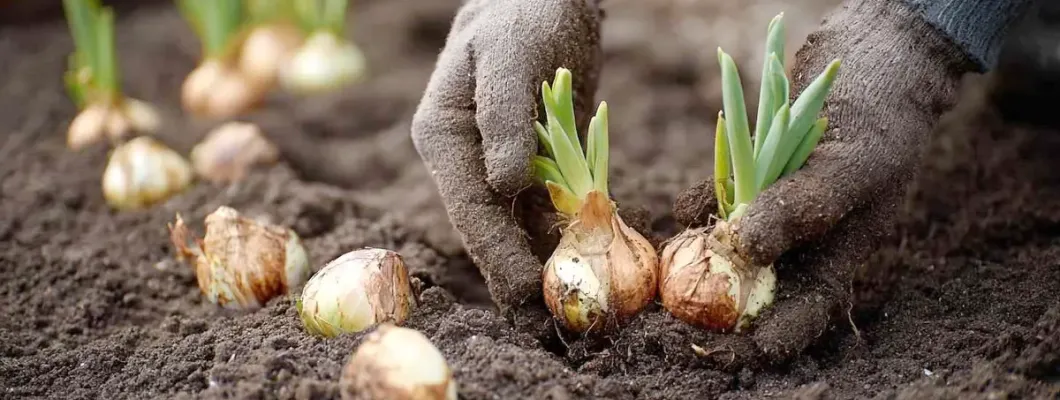 7 Greșeli Comune la Plantarea Bulbilor și Cum le Eviți