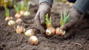 7 Greșeli Comune la Plantarea Bulbilor și Cum le Eviți
