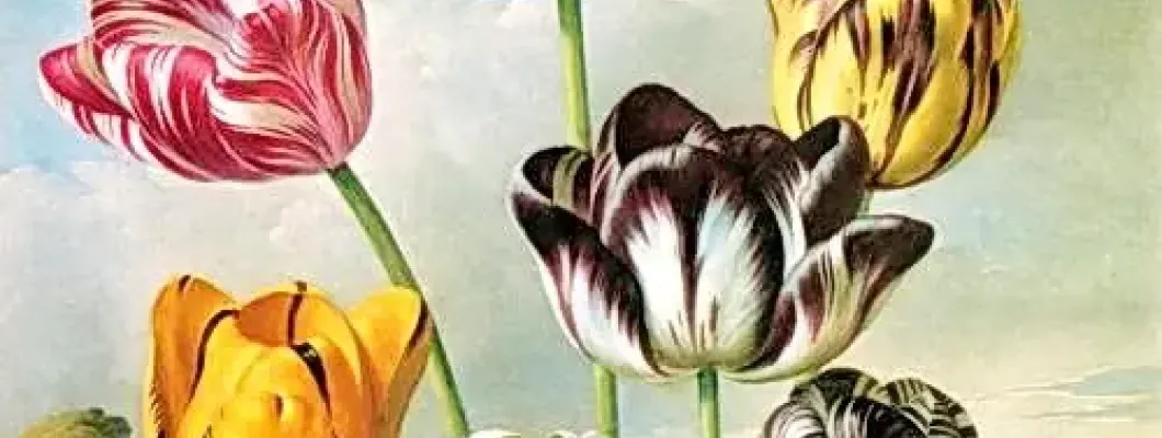 Istoria Lalelei