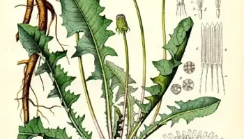 Speciile de buruieni din gazon