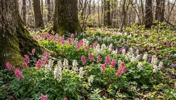 🌸 Brebeneii (Corydalis): Bijuteriile Discrete ale Primăverii Timpurii în Grădina Ta 🌿