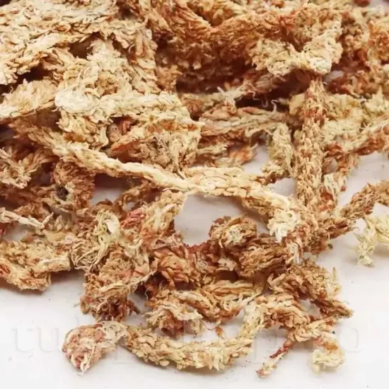 muschi sphagnum chilean1