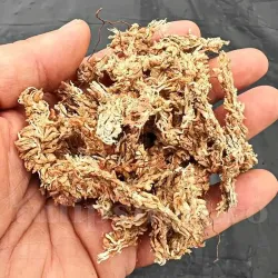 Muschi Sphagnum Chilean sortat 1,4l