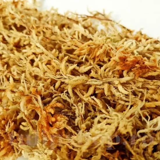 muschi sphagnum chilean3