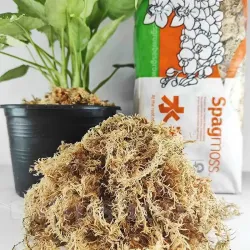 Muschi Sphagnum Noua Zeelanda sortat 1,4l