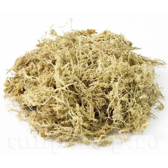 muschi sphagnum noua zeelanda1