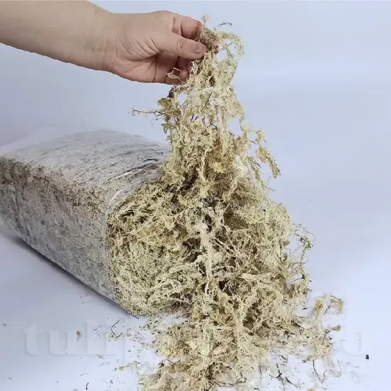 muschi sphagnum noua zeelanda3