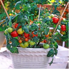 Seminte tomate Balkonstar 100buc.