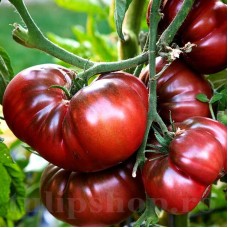Pachet XXL seminte tomate Black Russian 1.000buc.