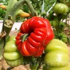 Seminte tomate Costoluto Fiorentino 100buc.