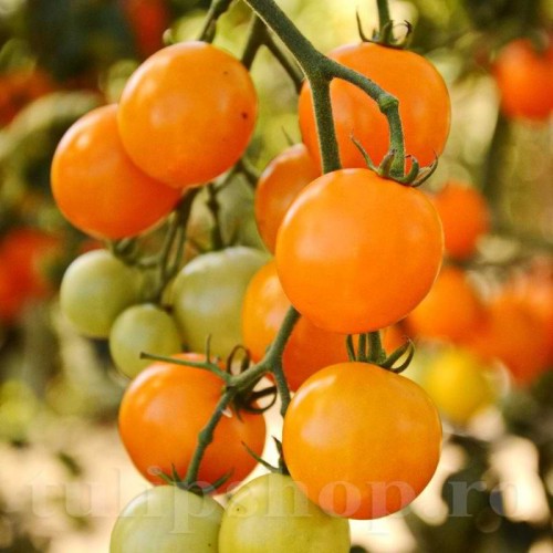 Pachet XXL seminte tomate Figiel 2.000buc.