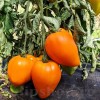 Pachet XXL seminte tomate Inima de Bou Orange 1.000buc.