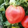 Seminte tomate Inima de Bou Roz 100buc.