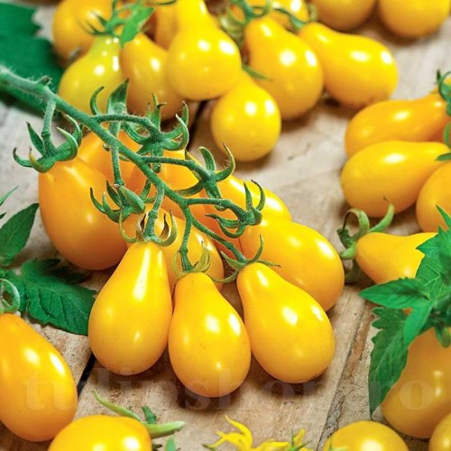 Pachet XXL seminte tomate Yellow Pear 2.000buc.