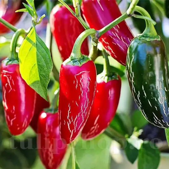 capsicum annuum hot jalapeno plantare rasaduri