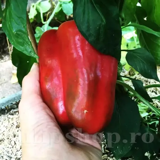 capsicum annuum quadrato dasti rosso plantare rasaduri