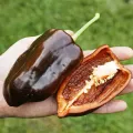 Seminte ardei gras Sweet Chocolate 100buc.