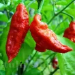 Seminte ardei iute Bhut Jolokia 50buc. capsicum chinense bhut jolokia ghost pepper plantare 110x110