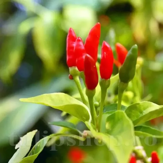 capsicum frutescens birds eye thai chili plantare