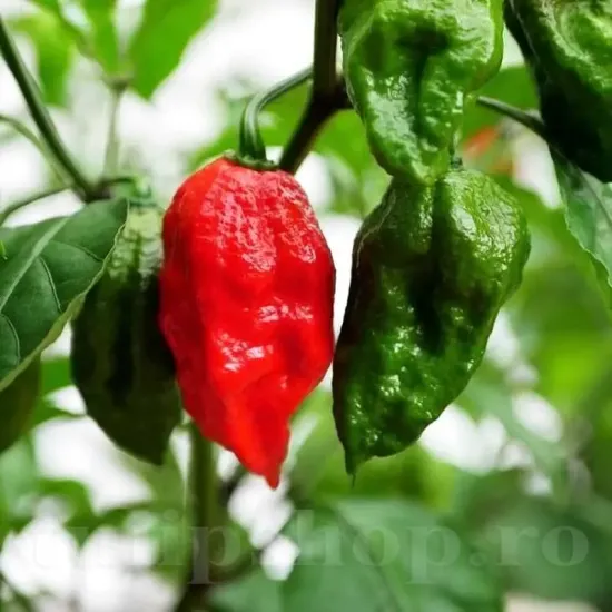 Seminte ardei iute Bhut Jolokia 50buc. pachet seminte ardei bhut jolokia tulip shop