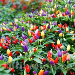 Seminte ardei iute Aladin 100buc. Seminte ardei iute Aladin 100buc.