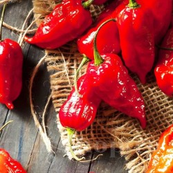 Seminte ardei iute Bhut Jolokia 50buc. Seminte ardei iute Bhut Jolokia 50buc.