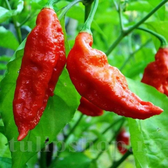 Pachet XXL Seminte ardei Bhut Jolokia 300buc.