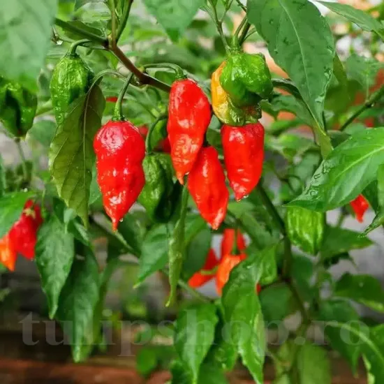 seminte ardei bhut jolokia2