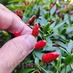 Pachet XXL Seminte ardei iute Bird's Eye Chili 1.000buc.