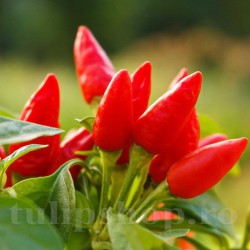 Seminte ardei iute Bird's Eye Chili 100buc. Seminte ardei iute Bird's Eye Chili 100buc.