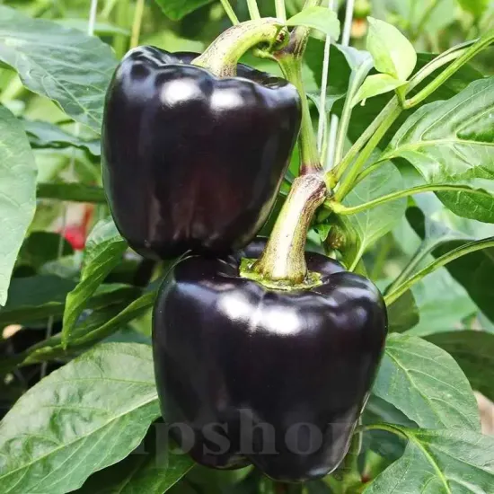 Seminte ardei gras Black Blocky 100buc. seminte ardei black blocky cultivare solar gradina