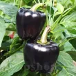 seminte ardei black blocky2 110x110