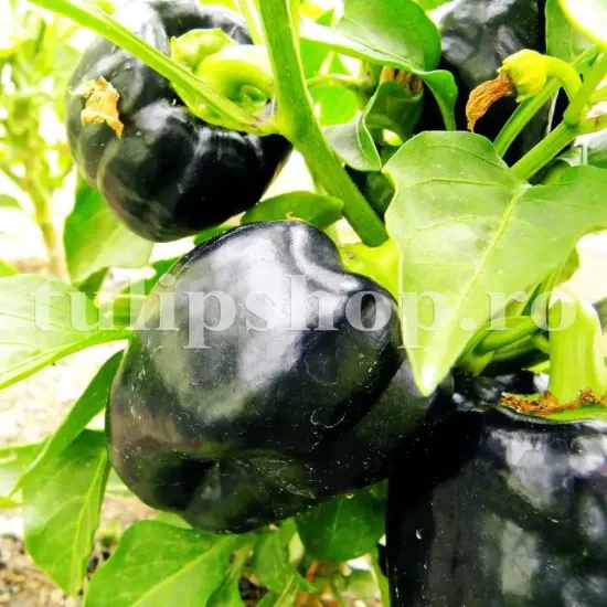 seminte ardei black blocky3