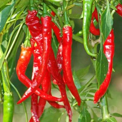 Seminte ardei iute de Cayenne 100buc. Seminte ardei iute de Cayenne 100buc.