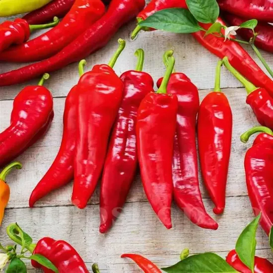 seminte ardei dulce de espana