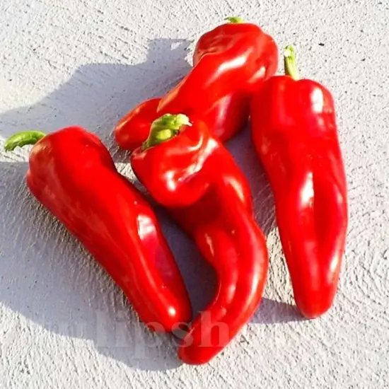 seminte ardei dulce de espana1