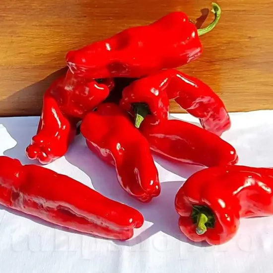 seminte ardei dulce de espana2