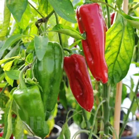 seminte ardei dulce de espana3