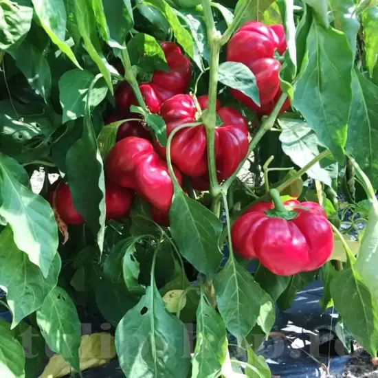 seminte ardei gogosar bucur