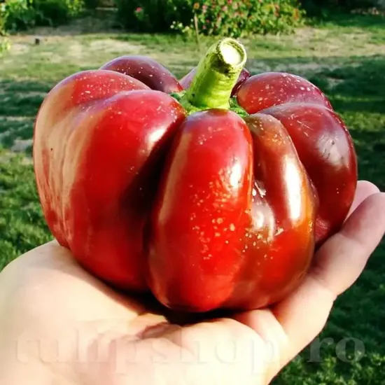 seminte ardei gogosar bucur2