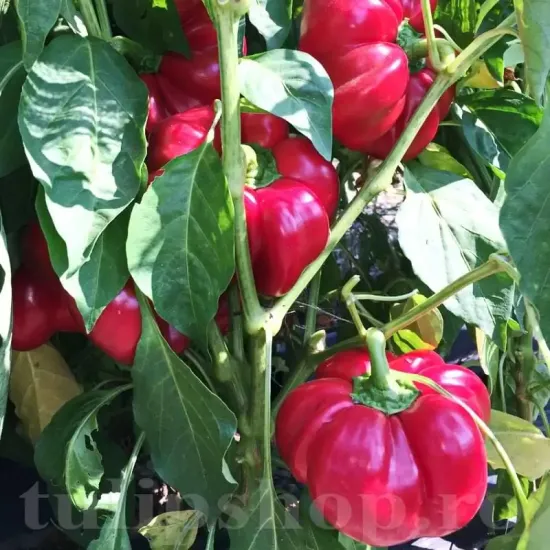 seminte ardei gogosar bucur3