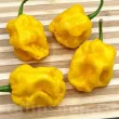 seminte ardei habanero lemon 110x110