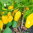 Seminte ardei iute Habanero Lemon 50buc. seminte ardei habanero lemon foarte iute gradina 110x110