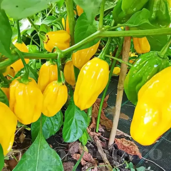Seminte ardei iute Habanero Lemon 50buc. seminte ardei habanero lemon foarte iute gradina