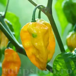 Pachet XXL seminte ardei iute Habanero Lemon 500buc.