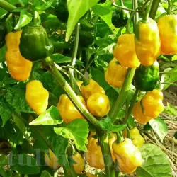 Pachet XXL seminte ardei iute Habanero Lemon 500buc.