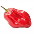 seminte ardei habanero red 110x110