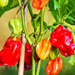 Pachet XXL Seminte ardei iute Habanero Red 500buc.